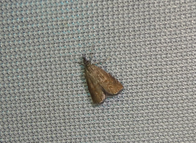 Platytes cerussella - törpe fűgyökérmoly
