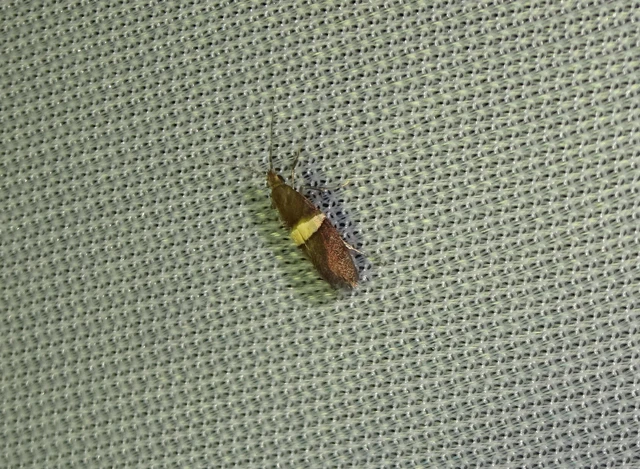 Eidophasia messingiella - kakukktormamoly