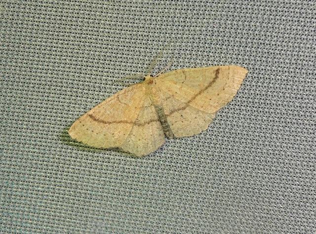 Cyclophora ruficiliaria - vörösrojtú pettyesaraszoló