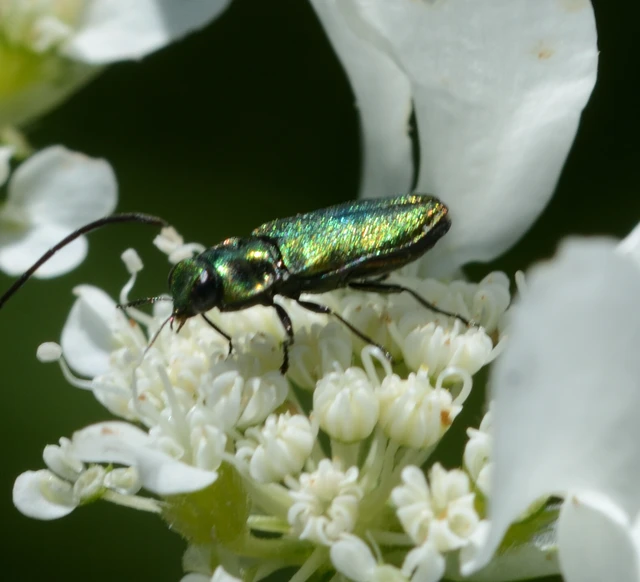 Anthaxia