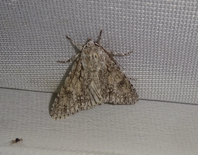 Acronicta aceris - vadgesztenye-szigonyosbagoly
