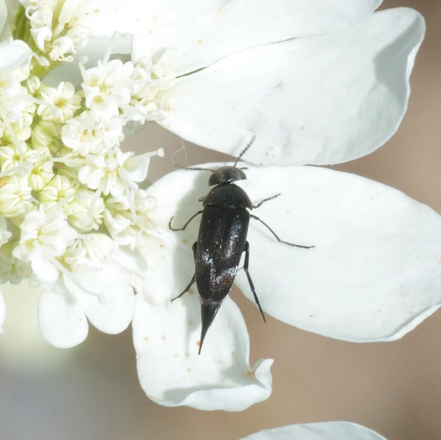 Mordellidae - marókafélék