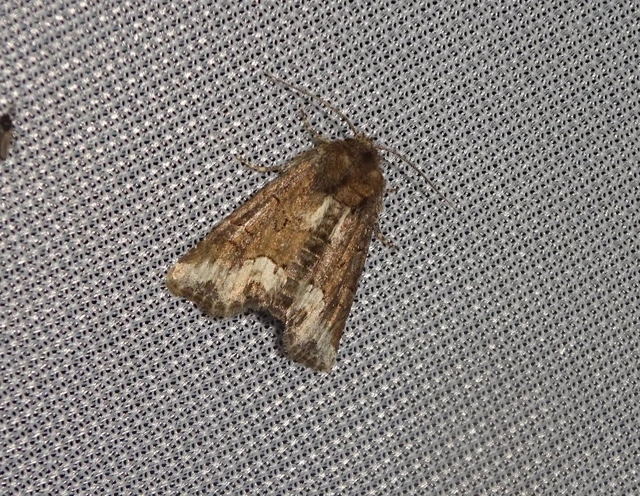 Oligia strigilis - kormos dudvabagoly
