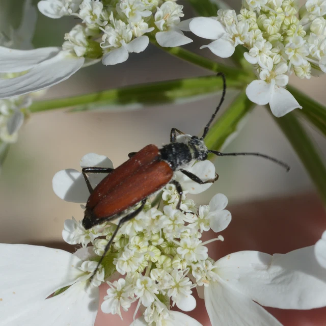 Anastrangalia sanguinolenta - kétszínű virágcincér