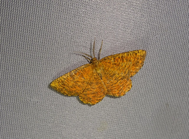 Angerona prunaria - sárga kökényaraszoló