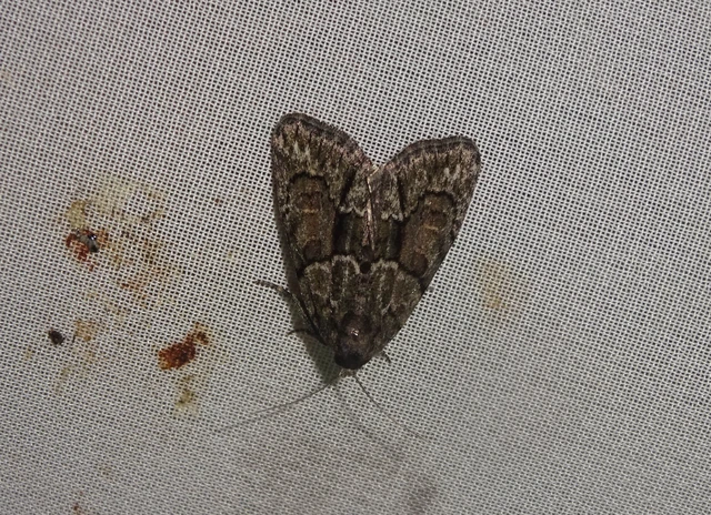 Cryphia fraudatricula - homoki zuzmóbagoly
