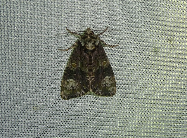 Craniophora ligustri - fagyalbagoly