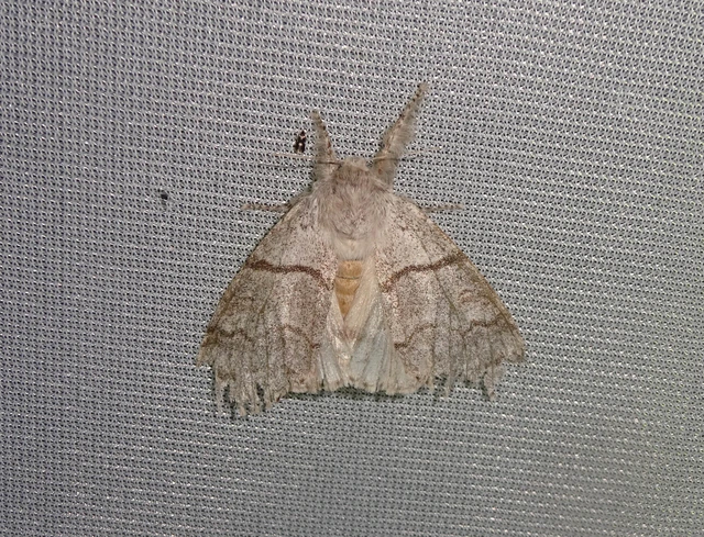 Calliteara pudibunda - hamvasszövő