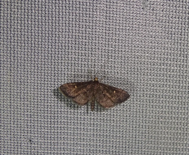 Dolicharthria stigmosalis - balkáni tűzmoly