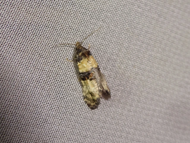 Phtheochroa pulvillana - spárgaszár-fúrómoly