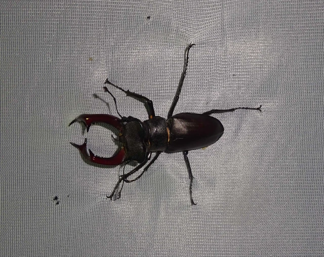 Lucanus cervus - nagy szarvasbogár
