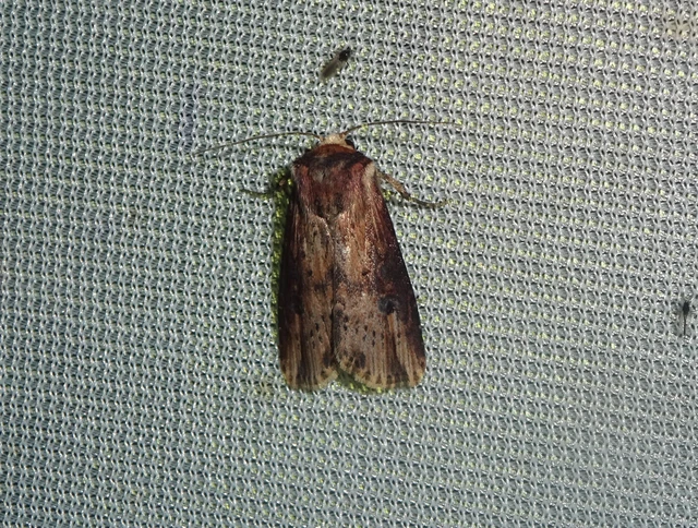 Axylia putris - vonalkás földibagoly
