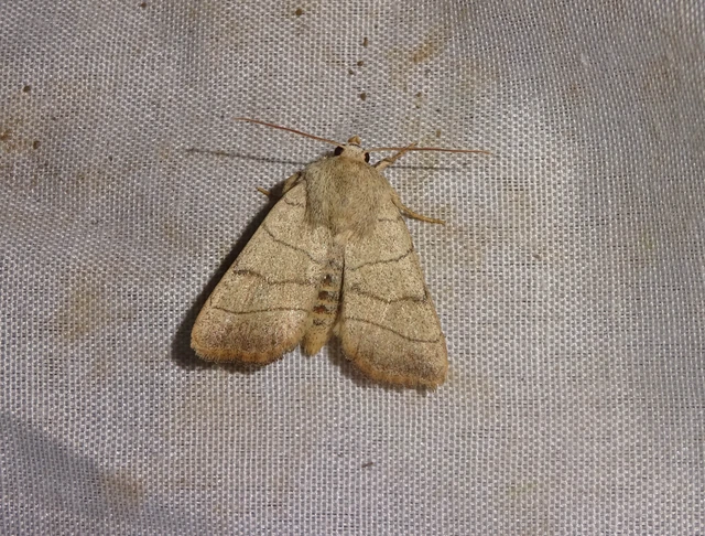 Charanyca trigrammica - háromsávos lombbagoly