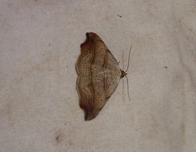 Laspeyria flexula - zuzmóbagoly