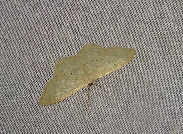 Idaea straminata - szalmasárga sávosaraszoló