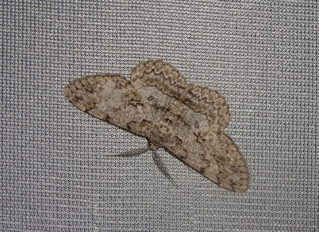 Hypomecis punctinalis - pettyes faaraszoló