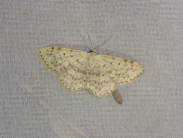 Scopula marginepunctata - pettyes sávosaraszoló