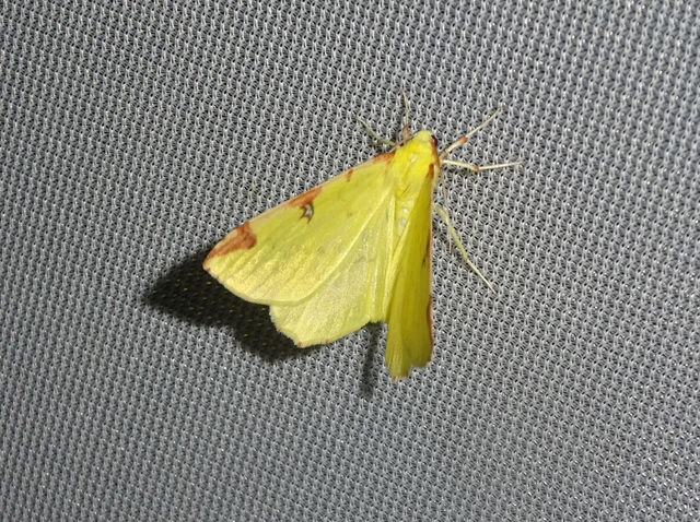 Opisthograptis luteolata - citromsárga araszoló