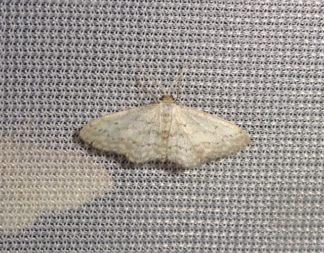 Idaea seriata - szürke apróaraszoló