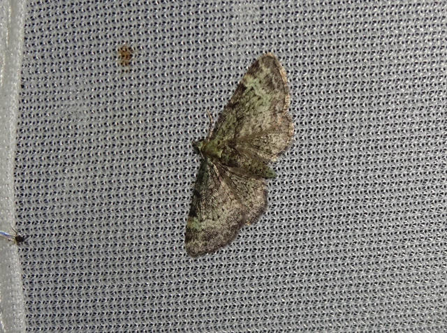 Pasiphila rectangulata - almavirág-araszoló