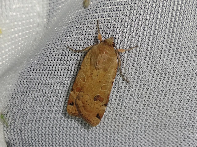 Noctua orbona - foltos sárgafűbagoly