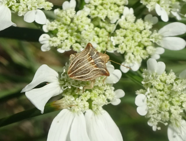 Ancyrosoma leucogrammes - vállas poloska Ancyrosoma leucogrammes - vállas poloska