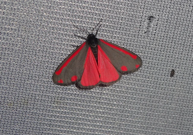 Tyria jacobaeae - jakabfű-medvelepke
