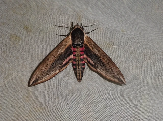 Sphinx ligustri - fagyalszender