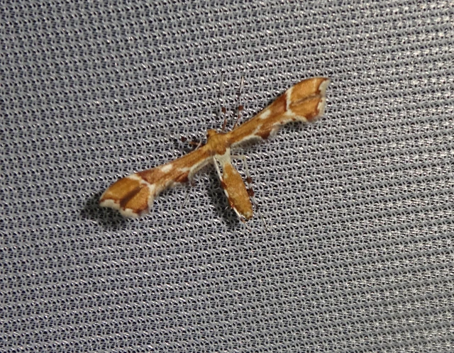 Cnaemidophorus rhododactyla - rózsabogyó-tollasmoly
