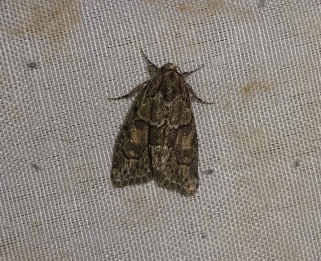Cryphia fraudatricula - homoki zuzmóbagoly