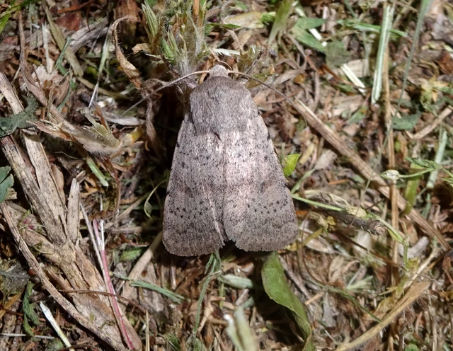Hoplodrina respersa - bogáncs-selymesbagoly