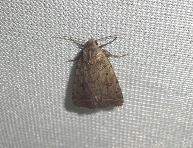 Athetis gluteosa - nyugtalan lápibagoly
