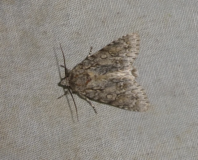 Acronicta aceris - vadgesztenye-szigonyosbagoly