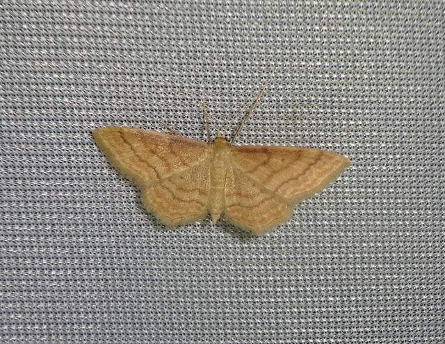 Idaea rufaria - vörhenyes sávosaraszoló