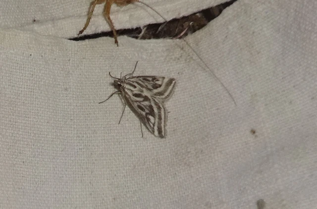 Loxostege aeruginalis - cifra tűzmoly