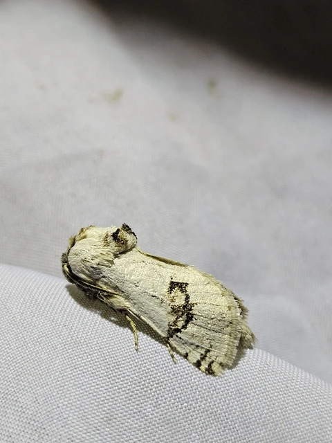 Parahypopta caestrum - spárgalepke