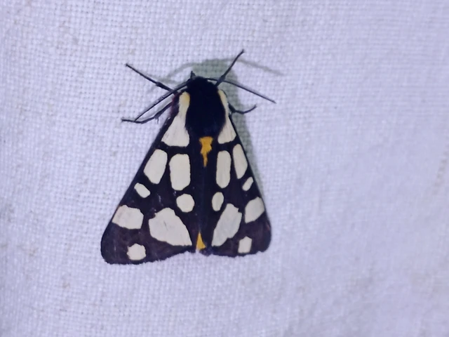Arctia villica - fekete medvelepke