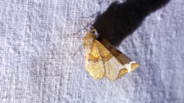 Selenia lunularia - egyfoltos holdasaraszoló