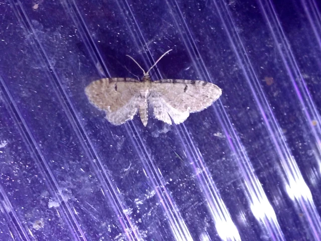 Eupithecia absinthiata - üröm-törpearaszoló