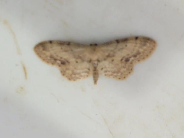 Idaea dimidiata - gyakori apróaraszoló