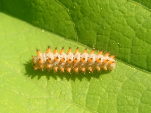 Zerynthia polyxena - farkasalmalepke