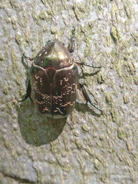 Protaetia marmorata - márványos virágbogár