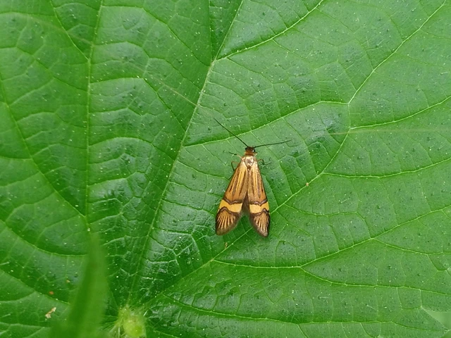 Nemophora degeerella - pompás tőrösmoly Nemophora degeerella - pompás tőrösmoly