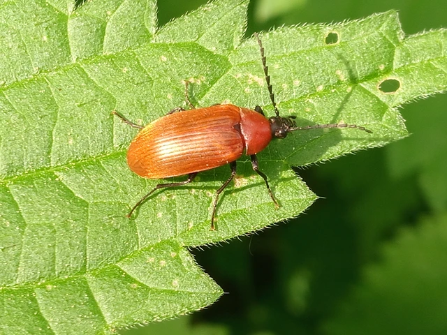 Pseudocistela ceramboides - narancssárga alkonybogár