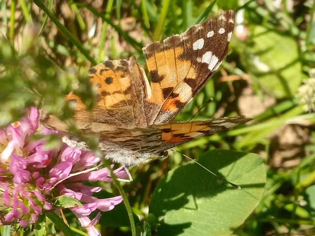Vanessa cardui - bogáncslepke