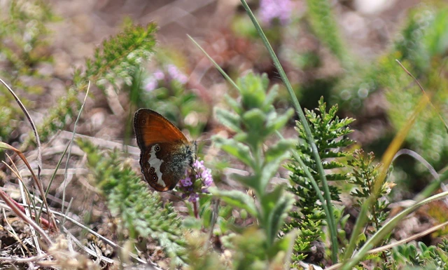Coenonympha arcania - fehéröves szénalepke