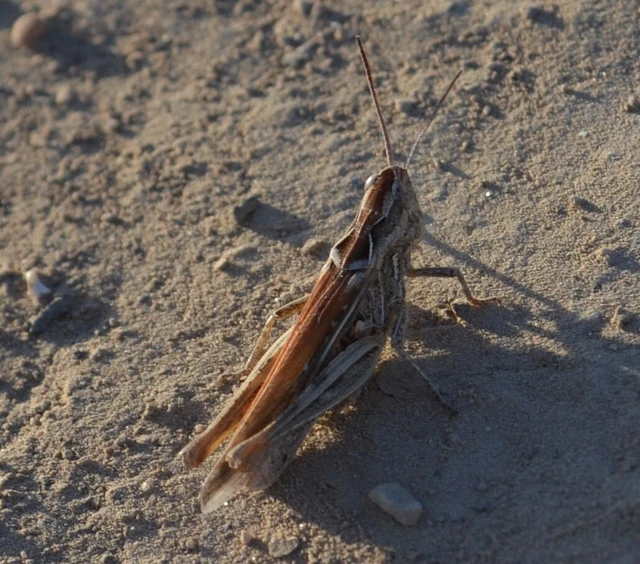 Chorthippus (Glyptobothrus) (subgenus) Chorthippus (Glyptobothrus) (subgenus)