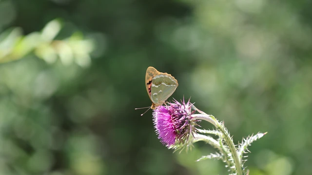 Argynnis pandora - zöldes gyöngyházlepke