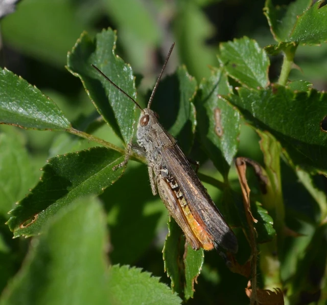 Chorthippus