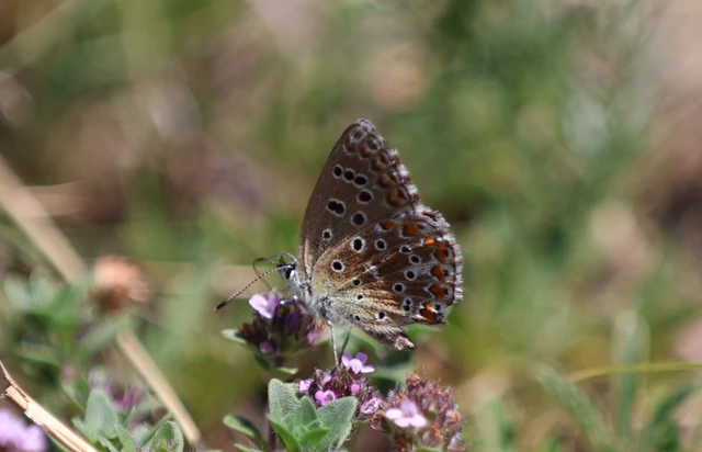Polyommatus bellargus - égszínű boglárka
